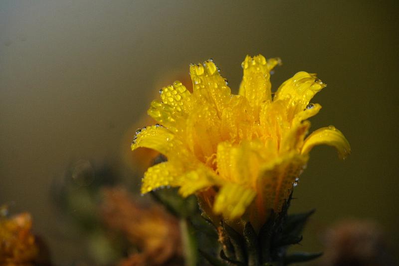 Automne 1-1250f10_800iso_104mmmacro1_1.jpg